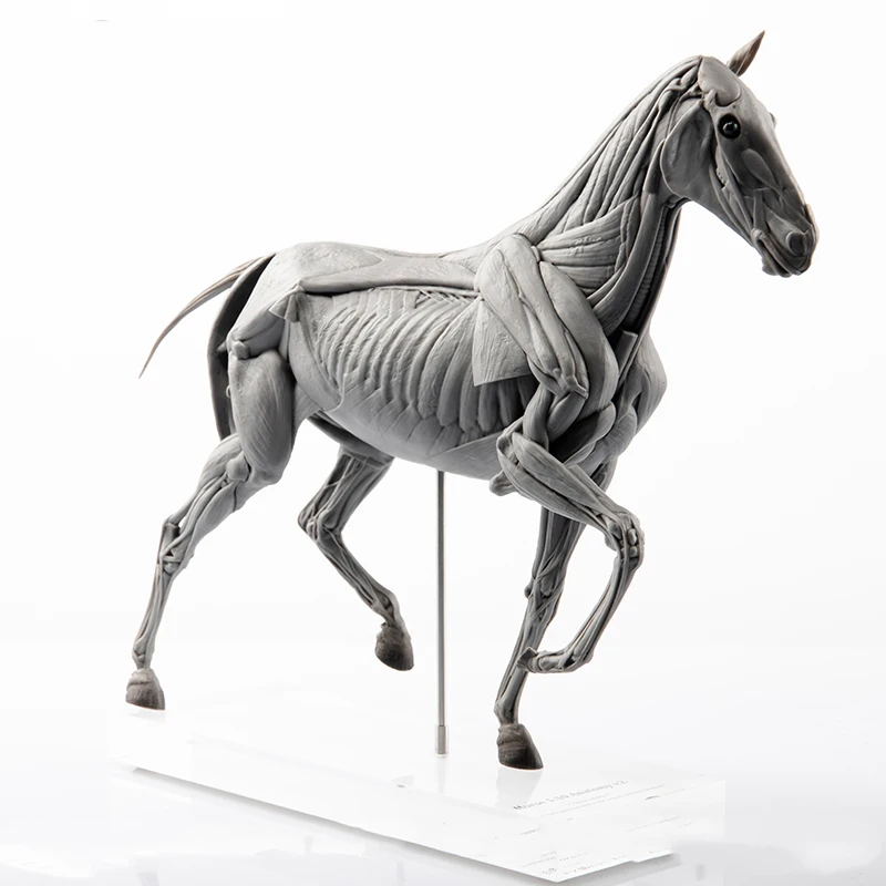Resin Art Decoration Items - EVOLABORATORY Horse Muscle Anatomy Model Scene