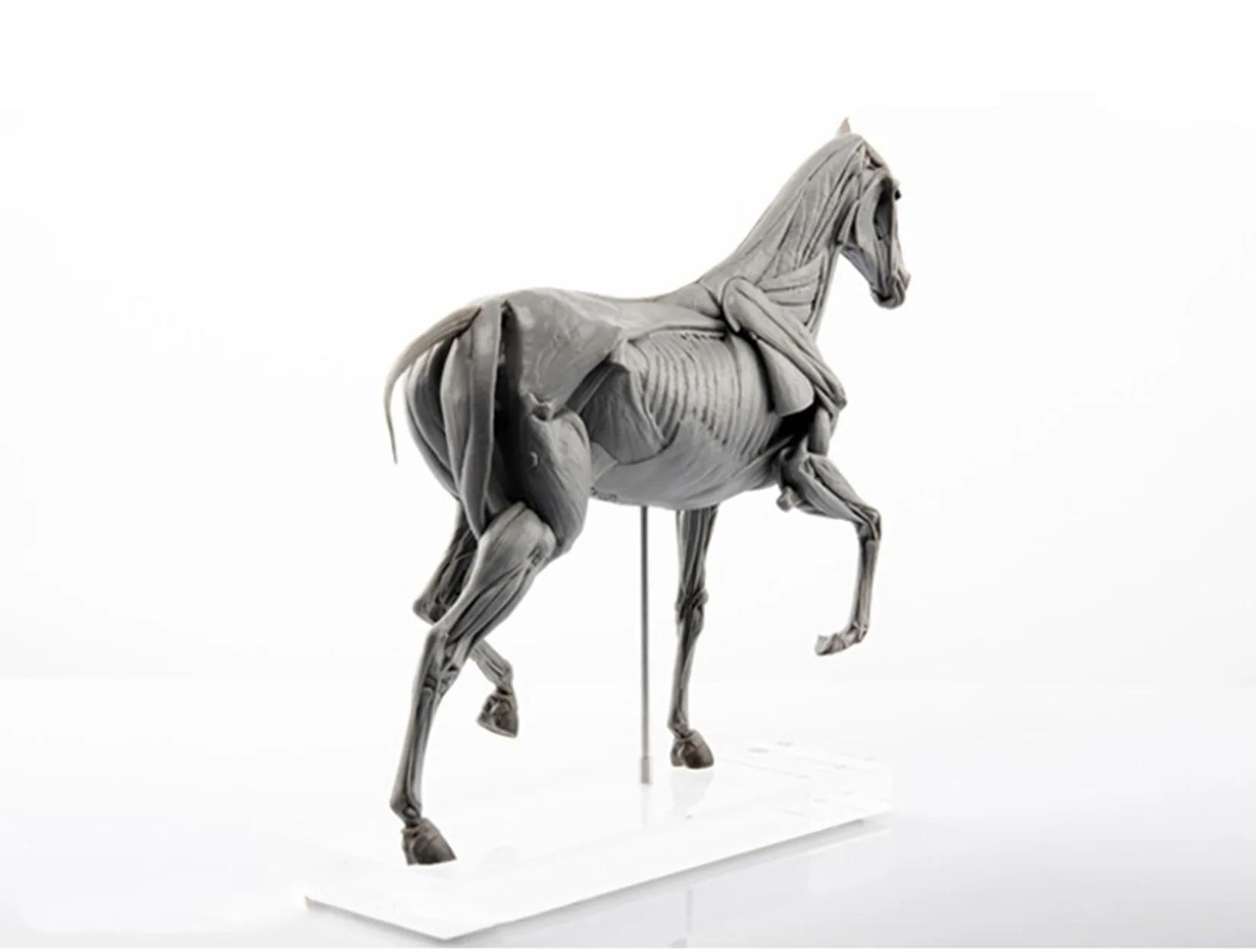 EVOLABORATORY Horse Muscle Ana - Resin Art Decoration Items recension och pris